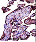 C9 Antibody (Center)